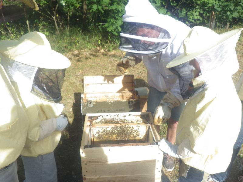 Was machen unsere Bienen?